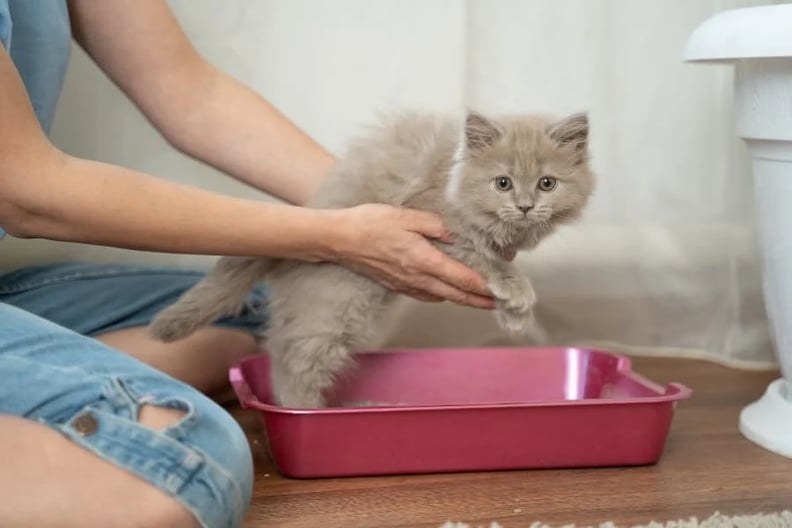 How to litter store train a kitty